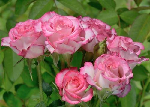 Роза чайно гибридная Хайлэндер Интернет магазин ross-agro.ru Роза чайно гибридная Хайлэндер Интернет магазин ross-agro.ru