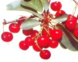 Саженцы вишни Шалунья Интернет магазин ross-agro.ru