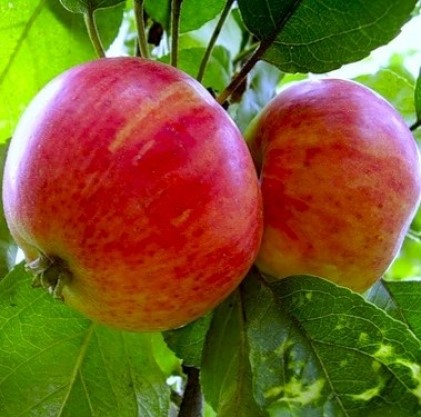 Саженцы яблони Румяный Альпинист Интернет магазин ross-agro.ru Саженцы яблони Румяный Альпинист Интернет магазин ross-agro.ru