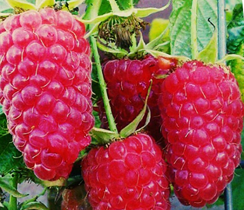 Малина Гордость России Интернет магазин ross-agro.ru