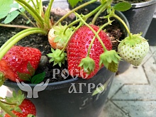 Клубника Клери Интернет магазин ross-agro.ru