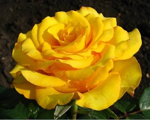 Роза чайно гибридная Кери Интернет магазин ross-agro.ru Роза чайно гибридная Кери Интернет магазин ross-agro.ru