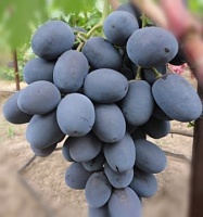 Саженцы столового винограда Фуршетный. Интернет магазин ross-agro.ru