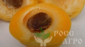 Саженцы абрикоса Форум Интернет магазин ross-agro.ru
