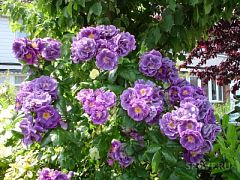 Роза вьющаяся фиолетовая