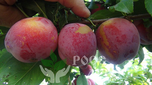 Саженцы колоновидной сливы Империал Интернет магазин ross-agro.ru