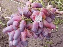 Саженцы винограда Ромео Интернет магазин ross-agro.ru