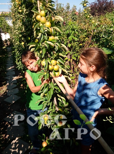 Саженцы яблони колонновидной Янтарное ожерелье Интернет магазин ross-agro.ru