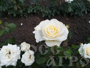 Роза чайно гибридная Анастасия Интернет магазин ross-agro.ru
