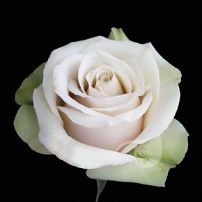 Роза чайно гибридная Ла Перла Интернет магазин ross-agro.ru