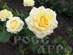 Роза чайно гибридная Коферина