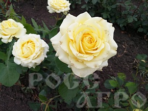 Роза чайно гибридная Коферина Интернет магазин ross-agro.ru