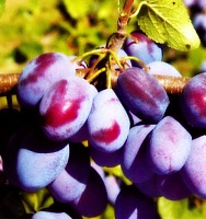 Саженцы сливы Вижн Интернет магазин ross-agro.ru