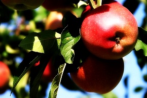 Саженцы колонновидной яблони Джин (КВ-5) Интернет магазин ross-agro.ru