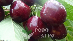 Саженцы черешни Свитхарт  Интернет магазин ross-agro.ru