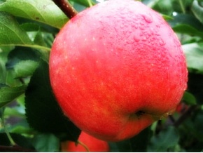 Саженцы яблони Чемпион Интернет магазин ross-agro.ru