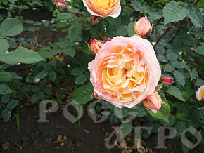 Роза английская Саммер сонг Summer song Интернет магазин ross-agro.ru