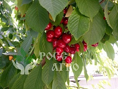 Саженцы черешни Василиса