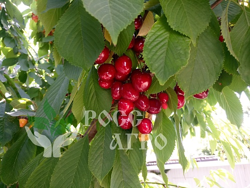 Саженцы черешни Василиса Интернет магазин ross-agro.ru