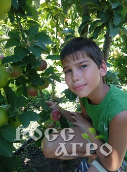 Саженцы яблони колонновидной Васюган Интернет магазин ross-agro.ru