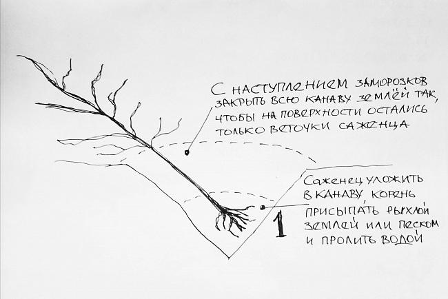 Как правильно сажать саженцы осенью