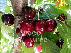 Саженцы черешни Хелена колонновидная