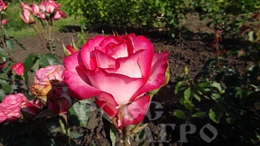 Роза чайно гибридная Люксор Интернет магазин ross-agro.ru