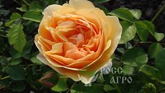 Роза шраб Well Being Вэлл Бинг