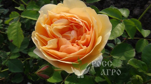 Роза шраб Well Being Вэлл Бинг Интернет магазин ross-agro.ru