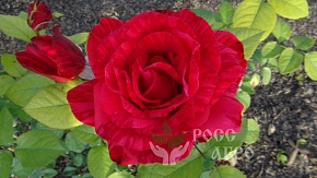 Роза чайно гибридная Ред интуишн, саженцы. Интернет магазин ross-agro.ru