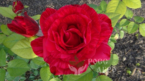 Роза чайно гибридная Ред интуишн, саженцы. Интернет магазин ross-agro.ru