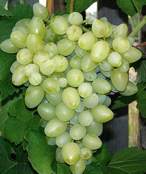 Саженцы винограда Олигарх Интернет магазин ross-agro.ru