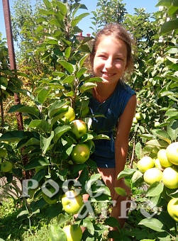 Саженцы яблони колонновидной Т-1 Телеймон Интернет магазин ross-agro.ru