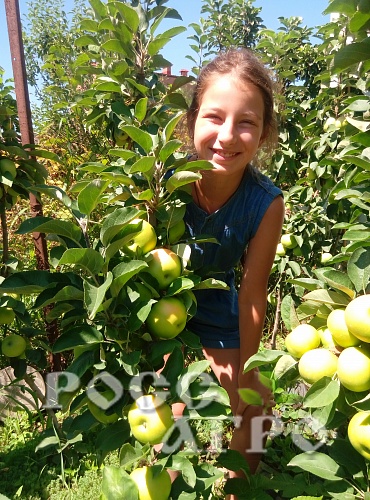 Саженцы яблони колонновидной Т-1 Телеймон Интернет магазин ross-agro.ru