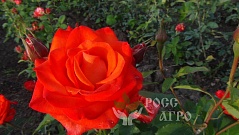 Роза спрей красная