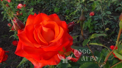 Роза спрей красная Интернет магазин ross-agro.ru