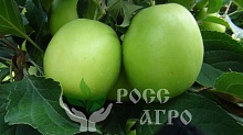 Саженцы яблони колонновидной Малюха Интернет магазин ross-agro.ru