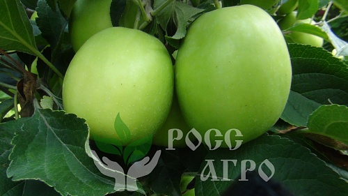 Саженцы яблони колонновидной Малюха Интернет магазин ross-agro.ru