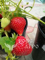 Клубника Сан Андреас Интернет магазин ross-agro.ru