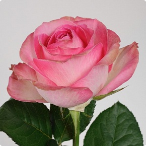 Роза чайно гибридная Канди Бьянка Интернет магазин ross-agro.ru