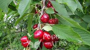 Саженцы черешни Ровеншон Интернет магазин ross-agro.ru