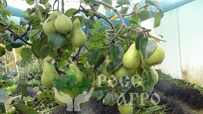 Саженцы груши Бере Жиффар Интернет магазин ross-agro.ru