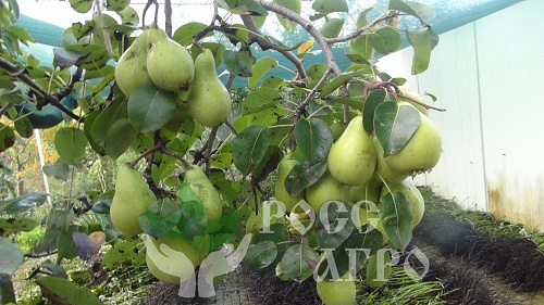 Саженцы груши Бере Жиффар Интернет магазин ross-agro.ru