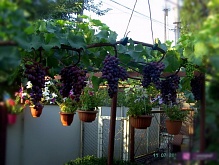 Саженцы винограда кишмишного Юпитер Американский Интернет магазин ross-agro.ru