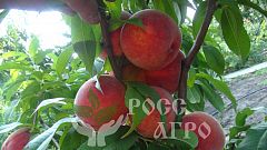 Саженцы персика Мадлен Пуйе