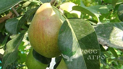 Саженцы груши Вильямс летний