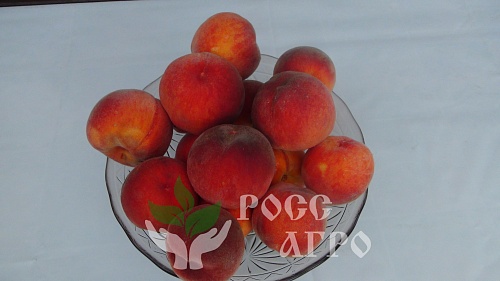 Саженцы персика Эрли Крест Интернет магазин ross-agro.ru