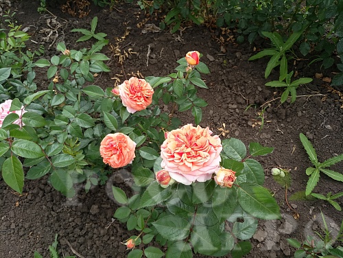 Роза шраб Чип и Дейл Chippendale Интернет магазин ross-agro.ru