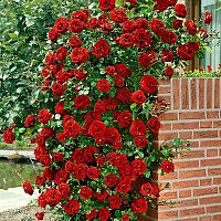 Роза вьющаяся красная