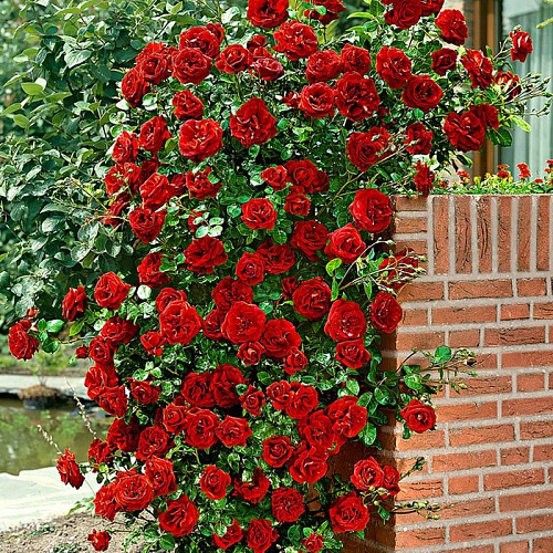 Роза вьющаяся красная Интернет магазин ross-agro.ru